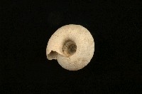 臺灣鱗盾蝸牛藏品圖，第2張